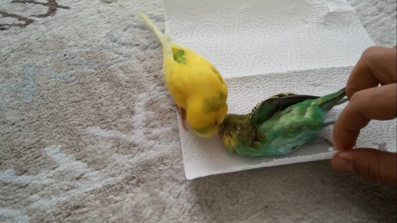 VIDEO: Kad vidite što ova ptičica želi, isplakat ćete more suza!