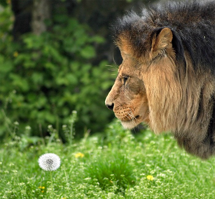 Strašni lav u duši ostao romantičar