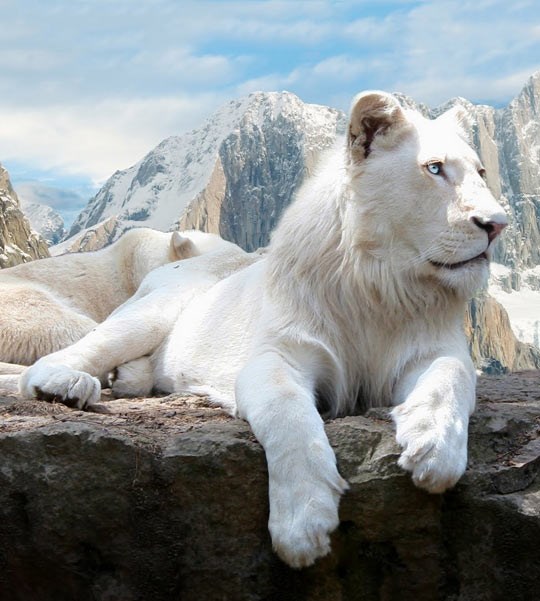 Veličanstveni bijeli lav