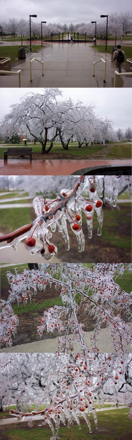 Ledena kiša zarobila stabla višanja u oklop od čistog leda