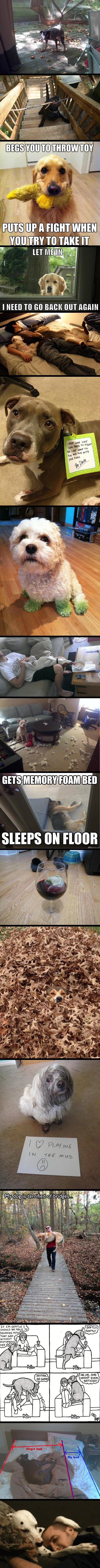 Kaos, nered i ljubav: Ovo će shvatiti samo vlasnici pasa