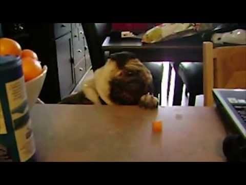 Hrana im je počela nestajati iz kuhinje, pa su postavili kamere, evo što su otkrili!