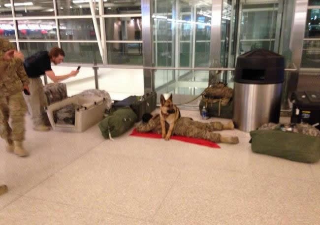 Vojnički pas čuva prijatelja vojnika dok spava