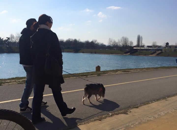 Jarunom protrčkaralo prasence ljubimac: Svinjice su novi psi?