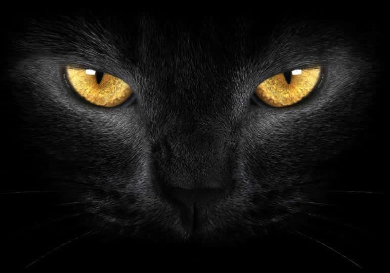 Evo crna mačka za one kojima još nije prešla preko puta