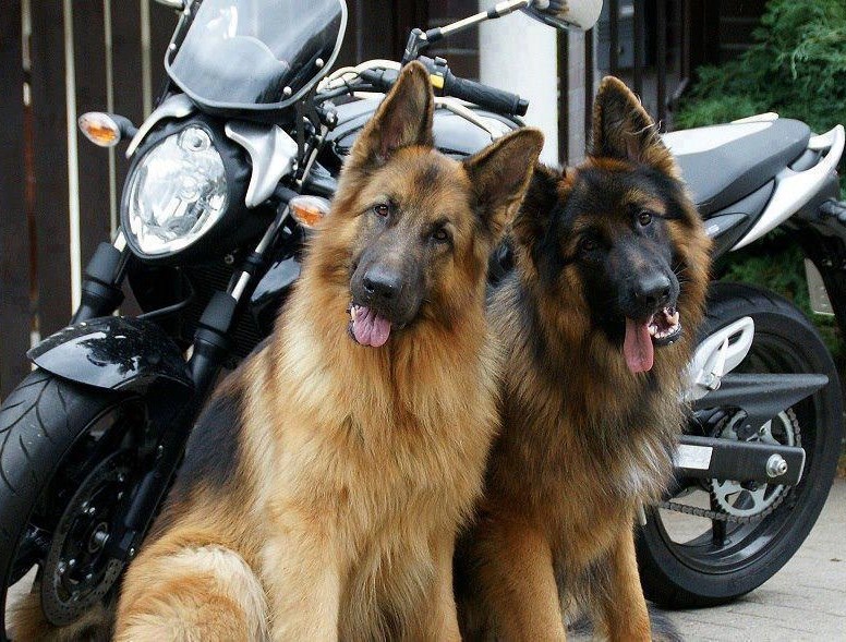 Znao je da će mala pasti na dobar motor