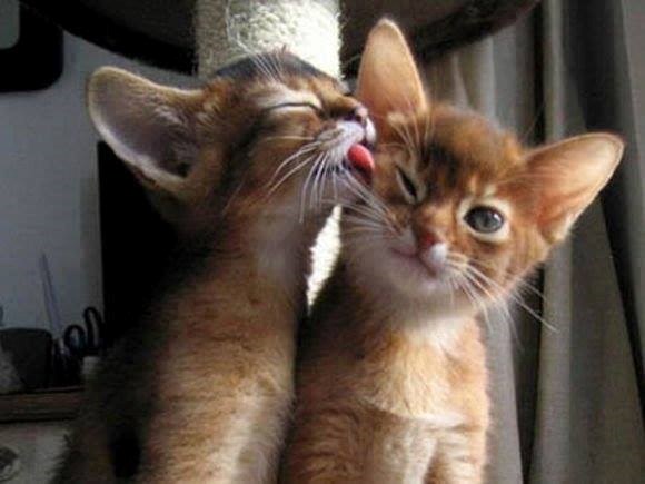 Opet me ljubi, ne mogu više!!