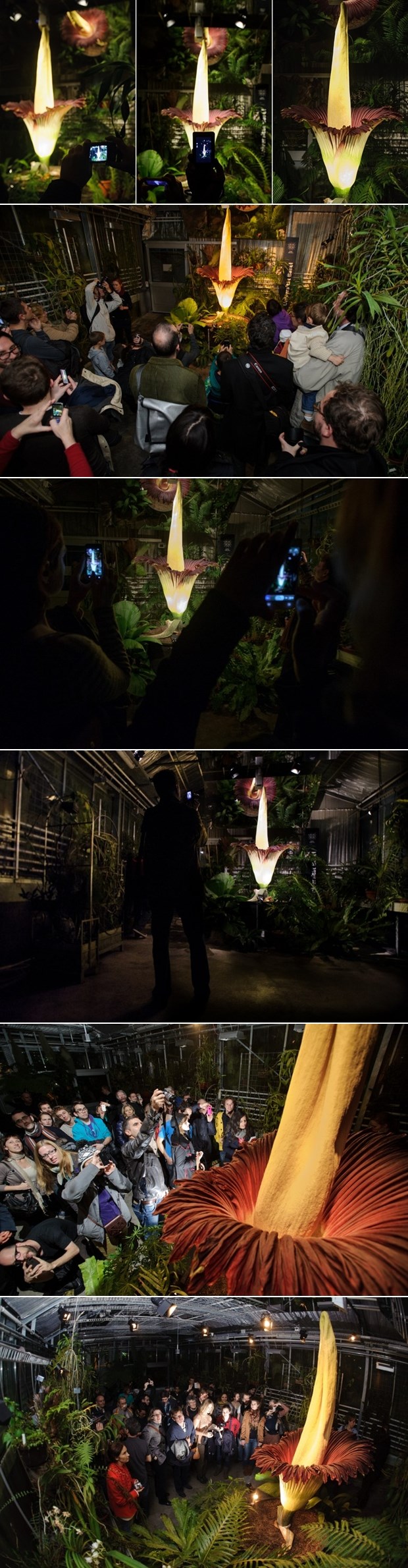 Procvao najveći i najsmrdljiviji cvijet na svijetu