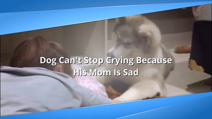 Pogledajte što se dogodi kada pas svoju vlasnicu vidi tužnu