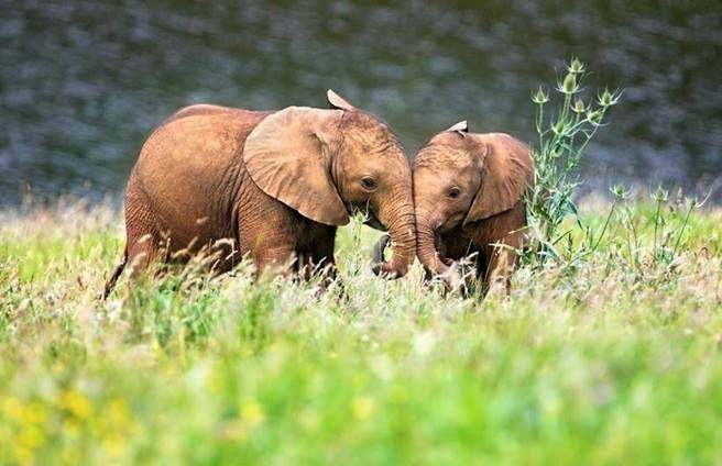 Voljet ću te vječno...