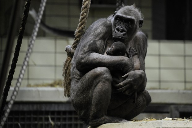 Mama gorila stisnula svoju bebu u zagrljaj