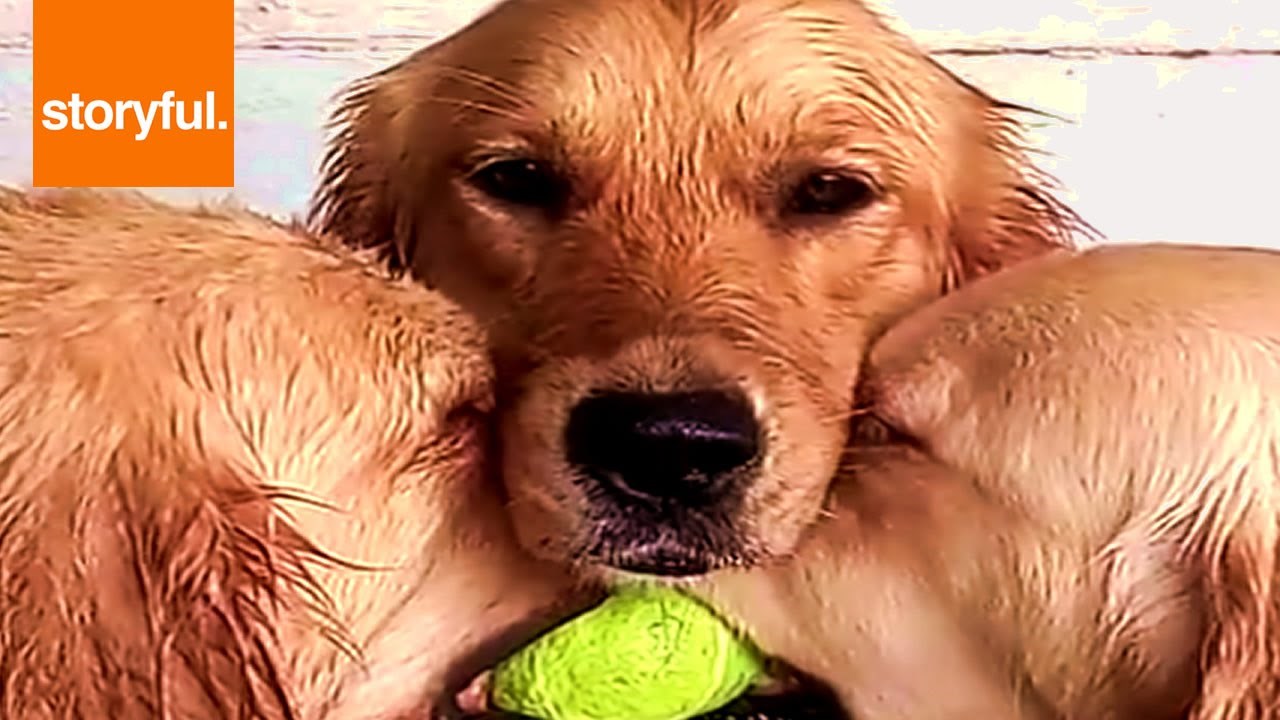 VIDEO: Pokraj dvoje tvrdoglavih, glas razuma se mora umiješati u svađu