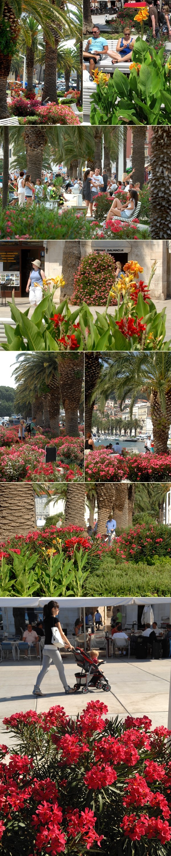 Ne mogu joj ništa paklene vrućine: Rascvjetana splitska riva