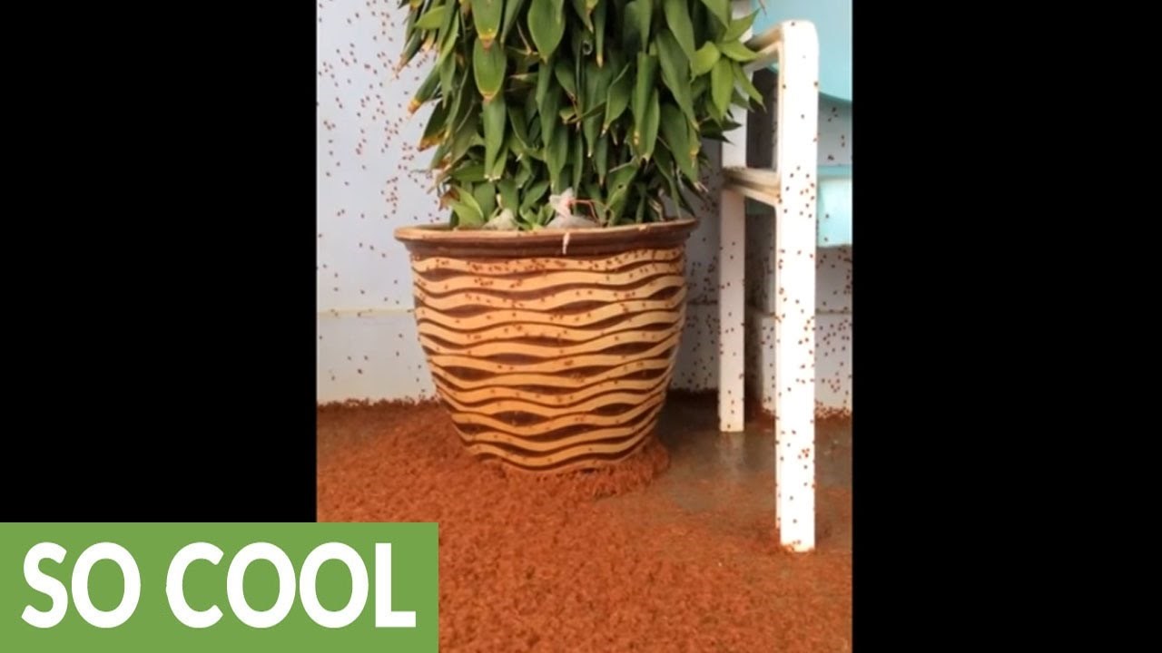 Na prvi pogled izgleda kao da je na podu tepih, no pogledajte malo bolje!