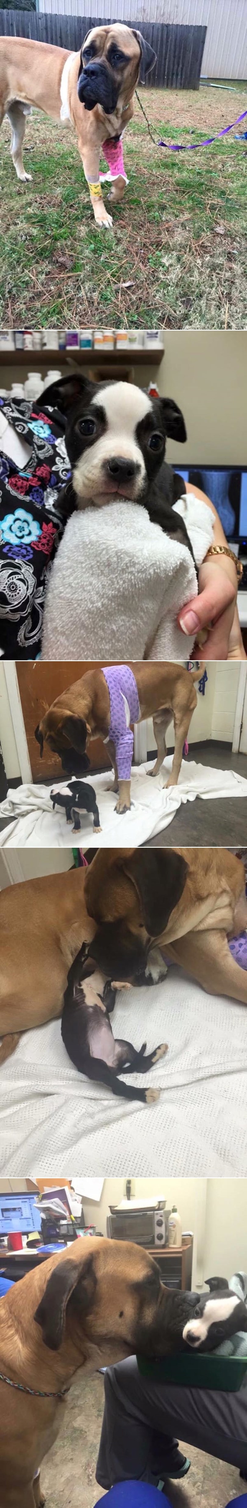 Psići na rubu smrti završili u istom azilu, ali OVO nitko nije očekivao