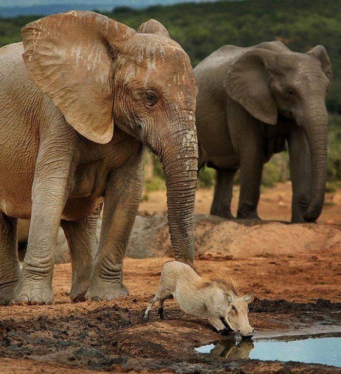 Pristojni slon strpljivo čeka dok se svinjica ne napije vode