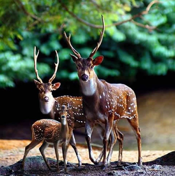 Bambijeva šumska kraljevska obitelj