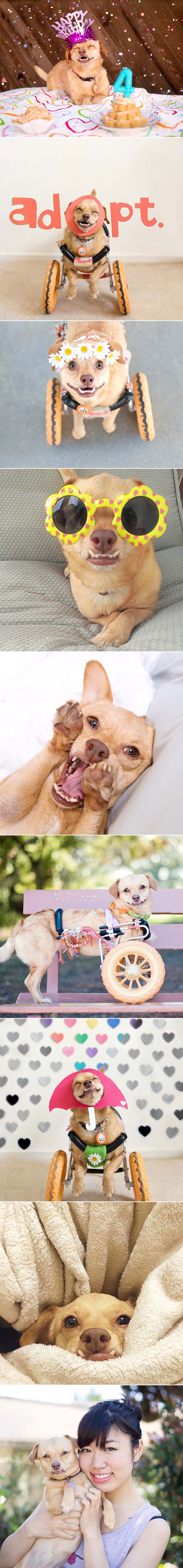 GALERIJA: Bila je na popisu za eutanaziju, a onda je došao spas