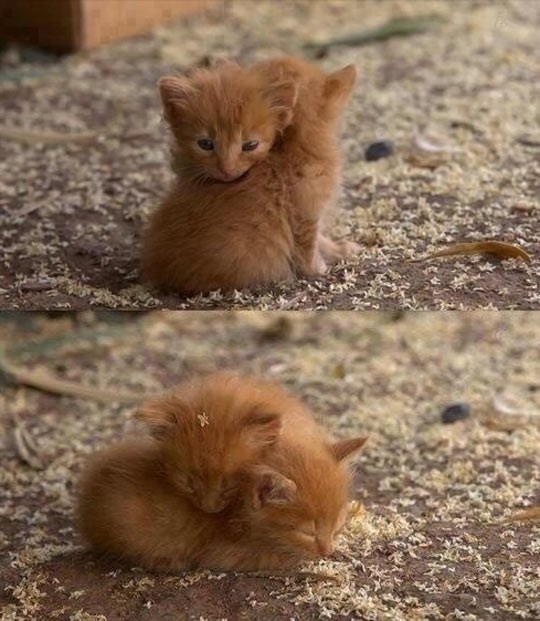 Sve će biti OK, sad smo u novom domu, ovi nas vole..