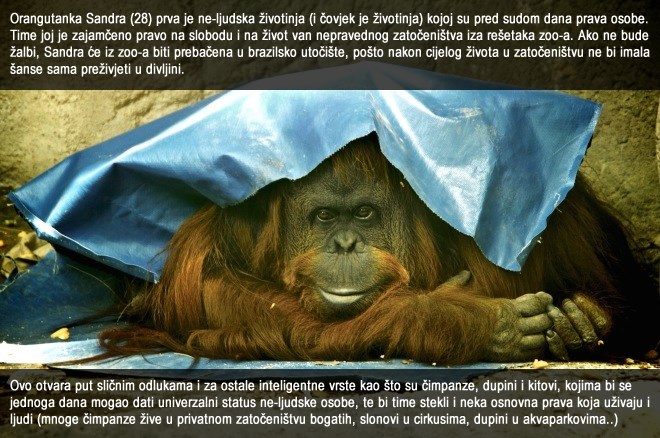 Orangutan pred sudom dobio status ne-ljudske osobe