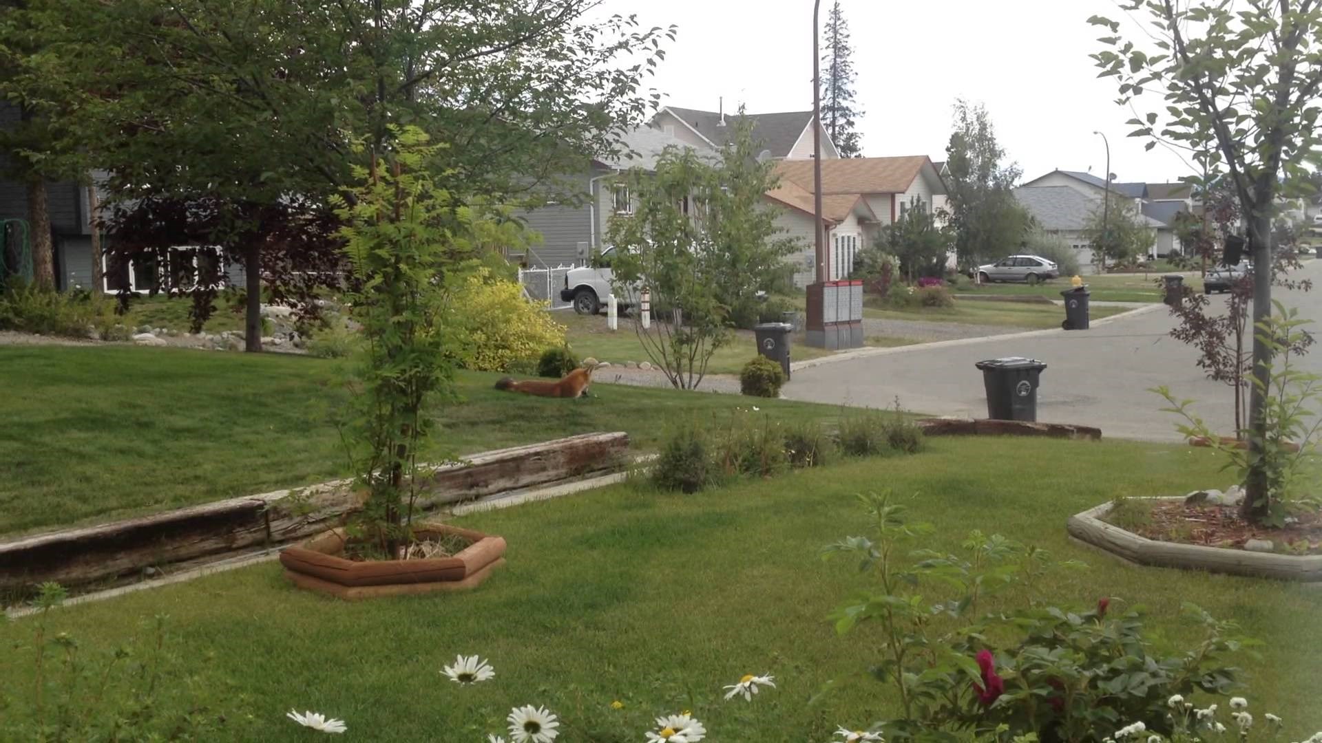 VIDEO: Igra se na njegovom terenu sa njegovom igračkom?! Bezobraznica!