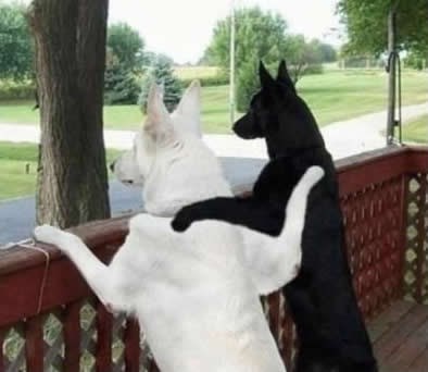 Rasizam? Fuj, ljudska posla!