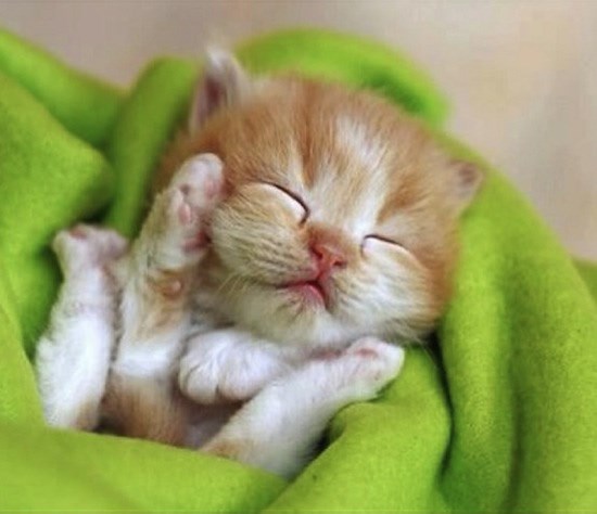 Neka vam je dan sladak poput ove neodoljive mice mace