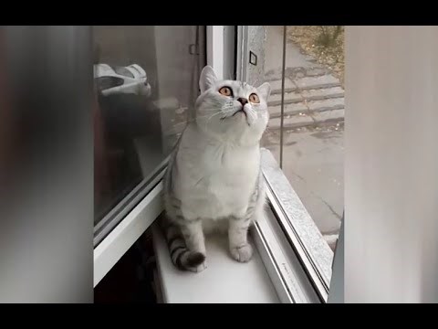 VIDEO: Molimo, ne smetati, mačka se updatea na najnovije postavke!