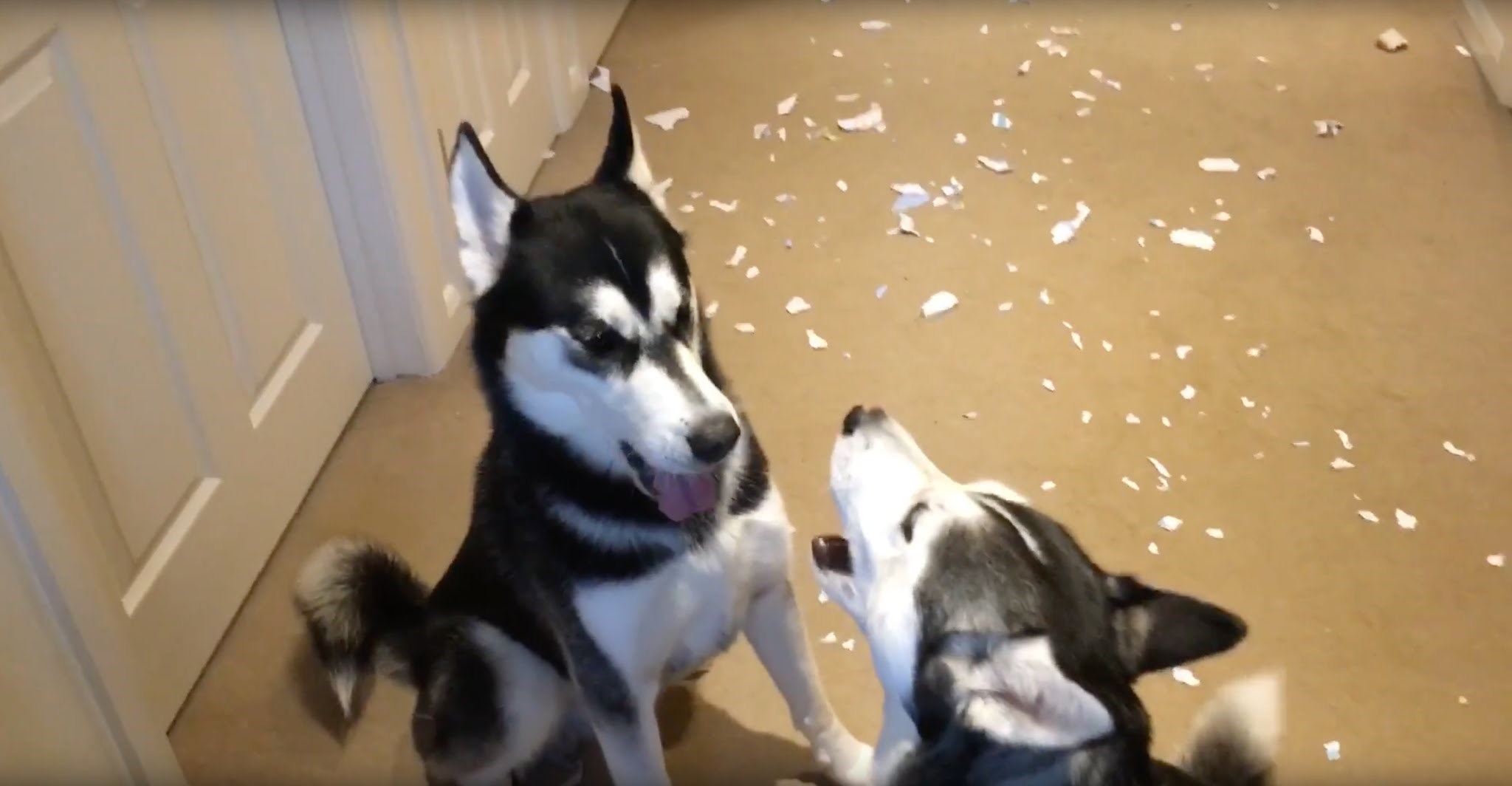 Psići se svađaju oko toga tko je napravio sav taj nered iza njih 