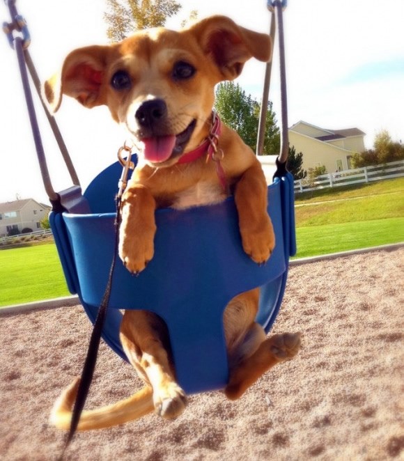 I peseki se vole igrati u parkiću: Čuvajte parkove!