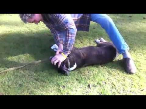 Čovjek oživio mrtvog psa