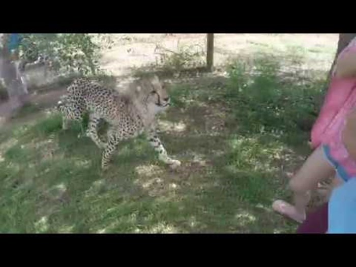 VIDEO U turističkom obilasku je gledala geparde, jedan joj je skoro PREGRIZAO VRAT!