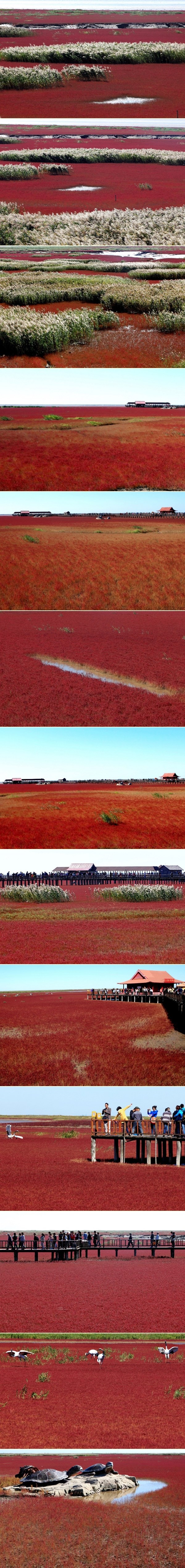 Kineska plaža "pocrvenila": Morske trave u punom cvatu