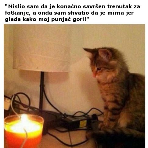 Mačke su doista bića s drugog planeta!