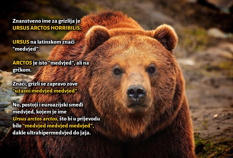 Medvjed je medvjed medvjed ili medvjed medvjed medvjed