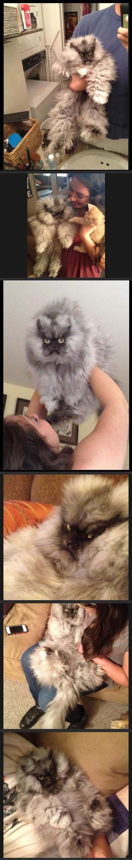 Najbjesnija mačka na svijetu mrzi sve oko sebe