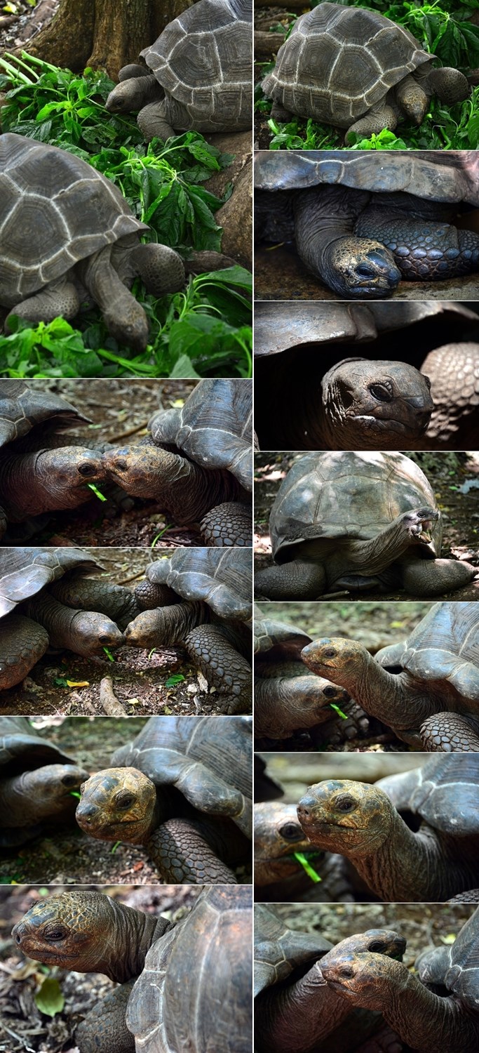 Ogromne kornjače uživaju njupajući travu