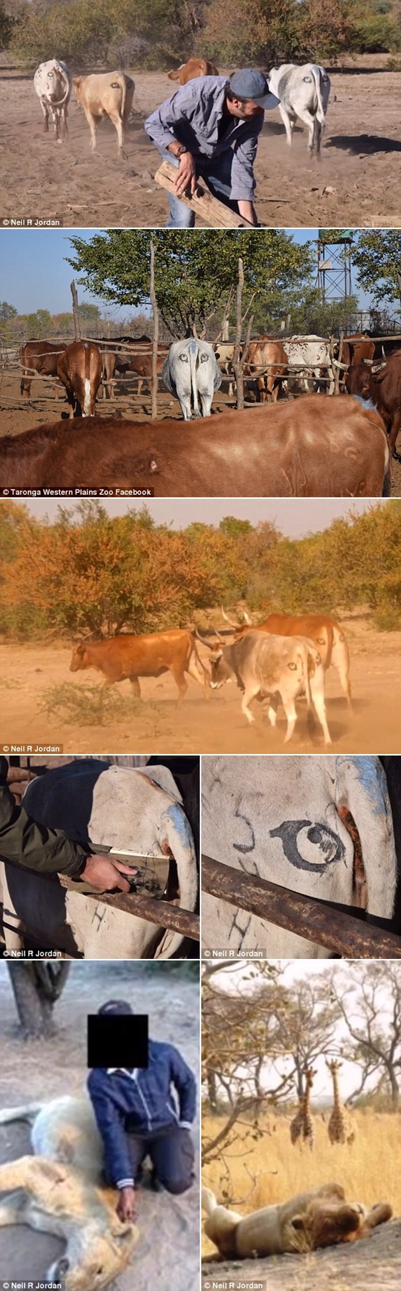 Znanstvenik na stoku crta oči kako ih lavovi ne bi lovili