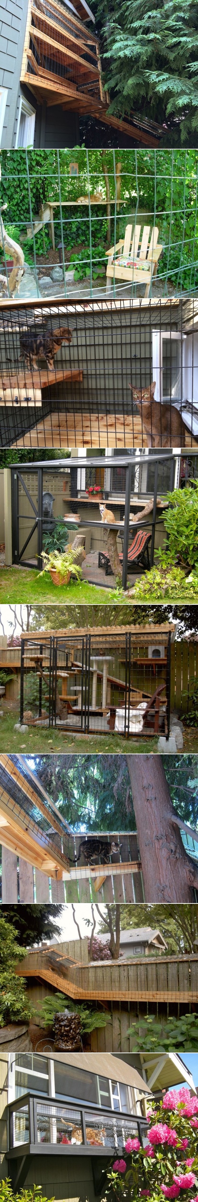 GALERIJA: Mačke dobile privatni kompleks za istraživanje bez opasnosti