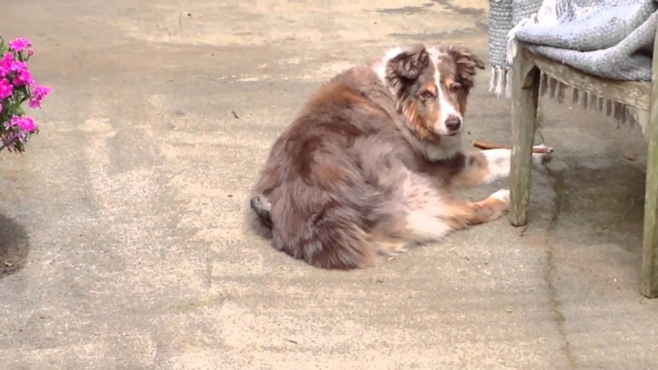 VIDEO: Zašto imati kvrgavo gnijezdo kad si možeš nabaviti mekano punjenje?