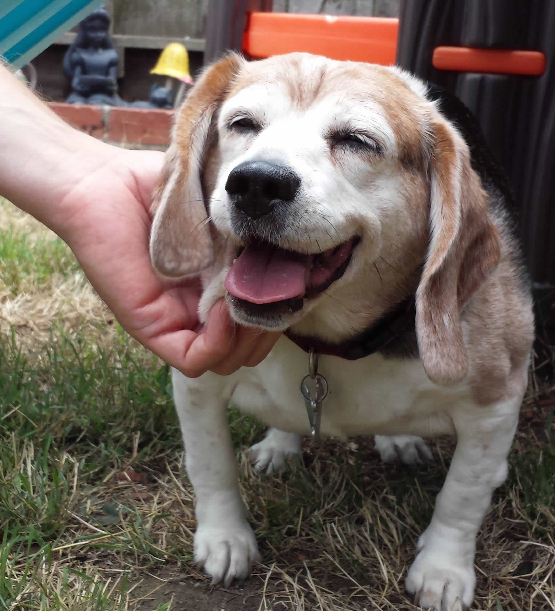 Stari baka-pas i dalje uživa u češkanju ispod brade