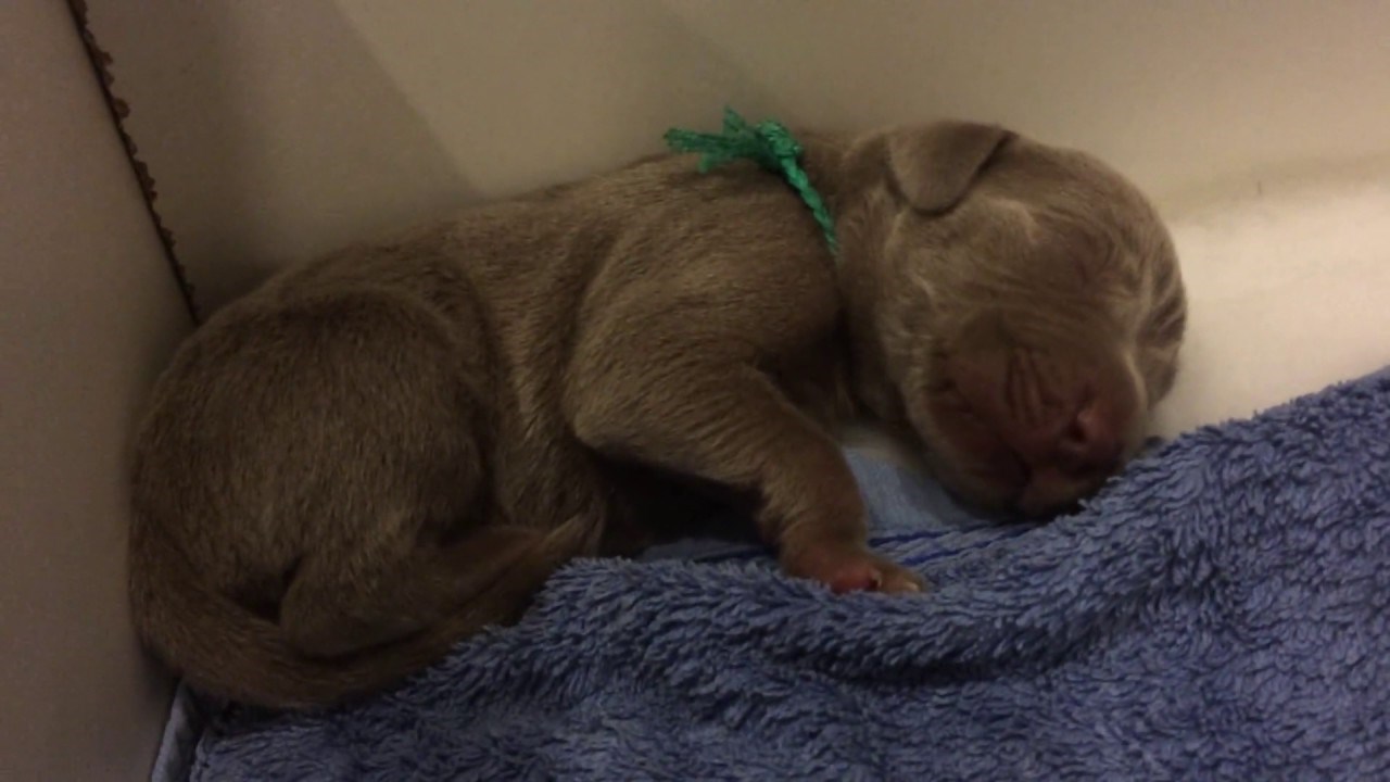 VIDEO Preslatko štene koje "pjeva" u snu rastopit će vam srce!