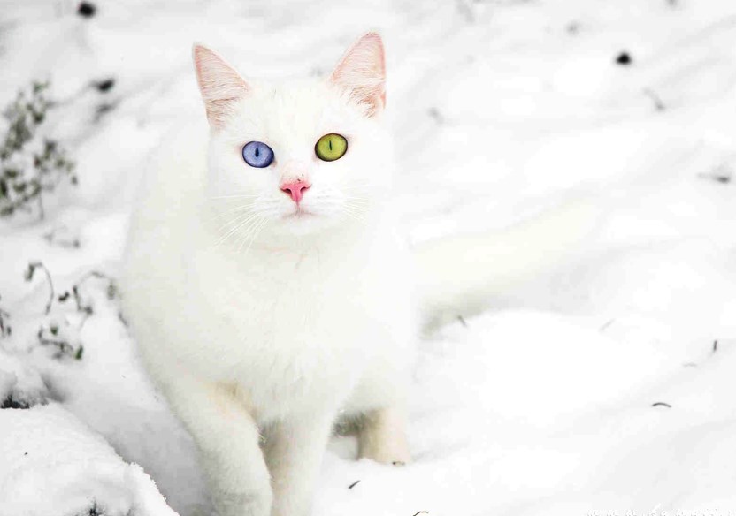 Hipnotizirajuće oči "snježne" mace