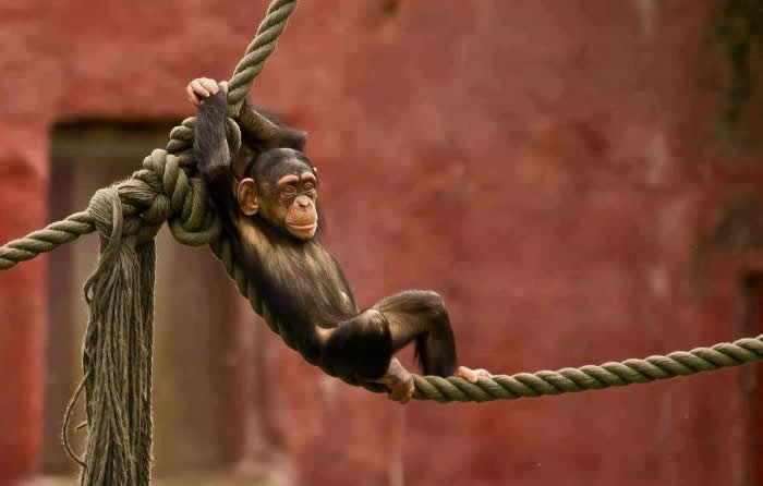 Čimpanzić malo visi naokolo i čeka ručak