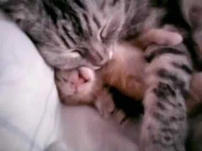 Majčinska ljubav je najljepša - mama maca grli bebu macu