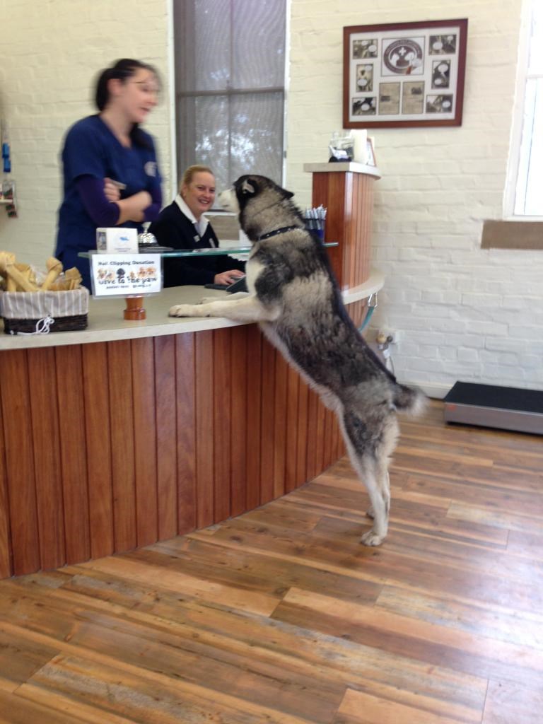 Naručio bih dvije velike kosti...