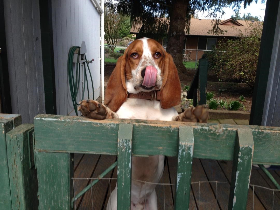 Sori, nemaš špek-ulaznicu, plati, pa uđi
