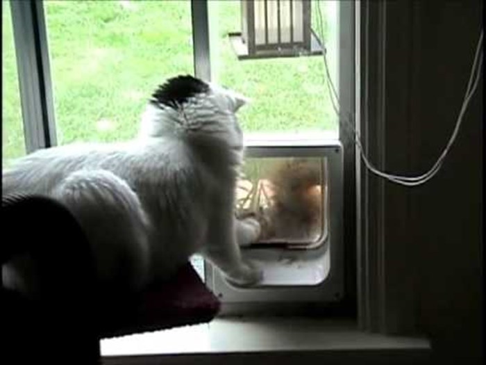 Radoznala vjeverica pokušava ući u kuću, no maca joj je pokazala tko je gazda!