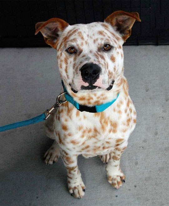 I psi su neodoljivi s pjegicama