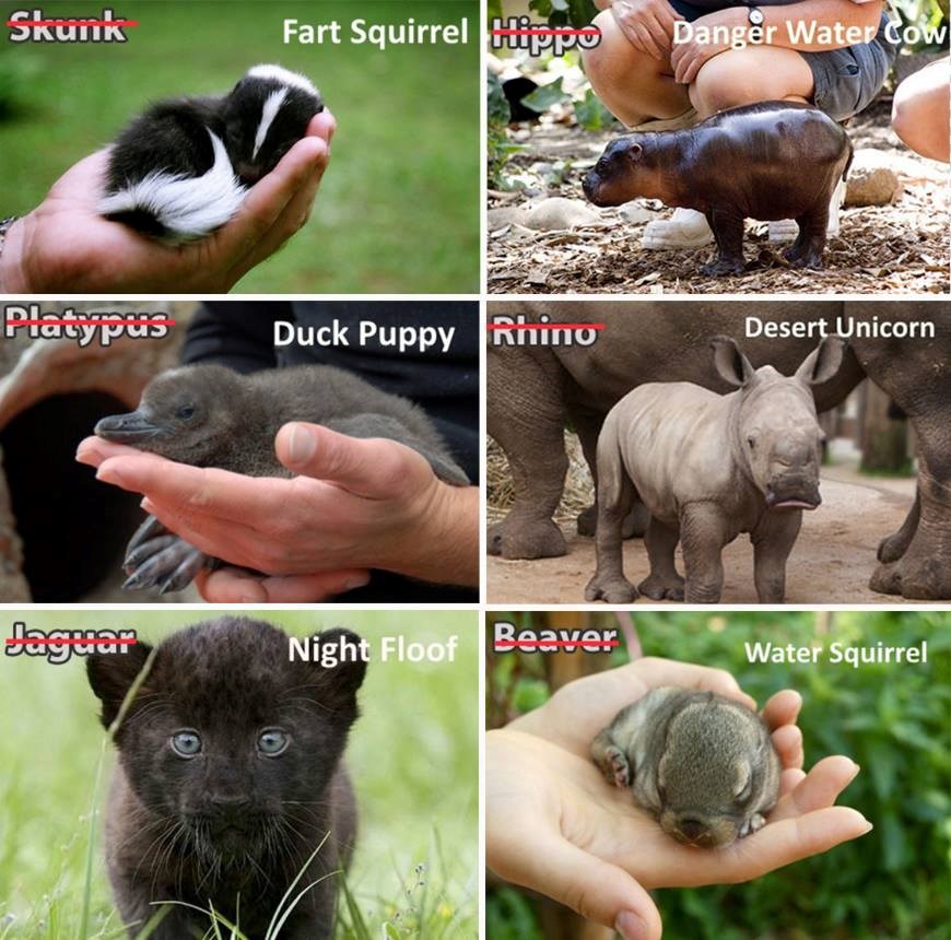 Peticija da se neke životinje preimenuju u prikladniju verziju